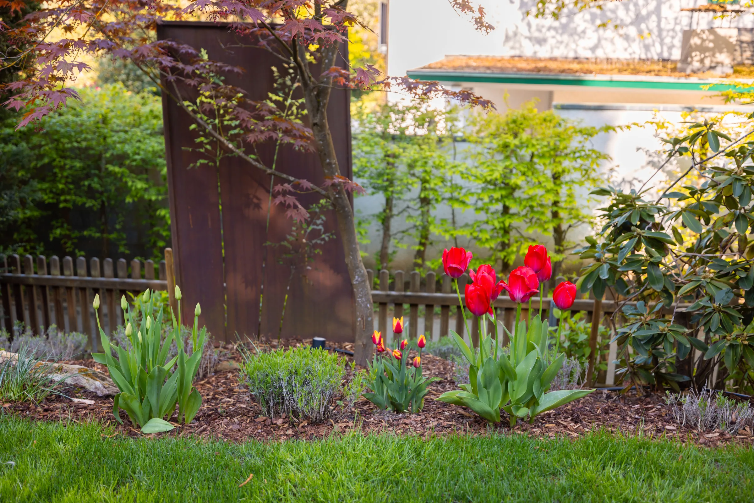 Frühlingsbeet mit Cortenstahl-Stele, roten Tulpen, Lavendel und rotem Fächerahorn an der Rasenkante