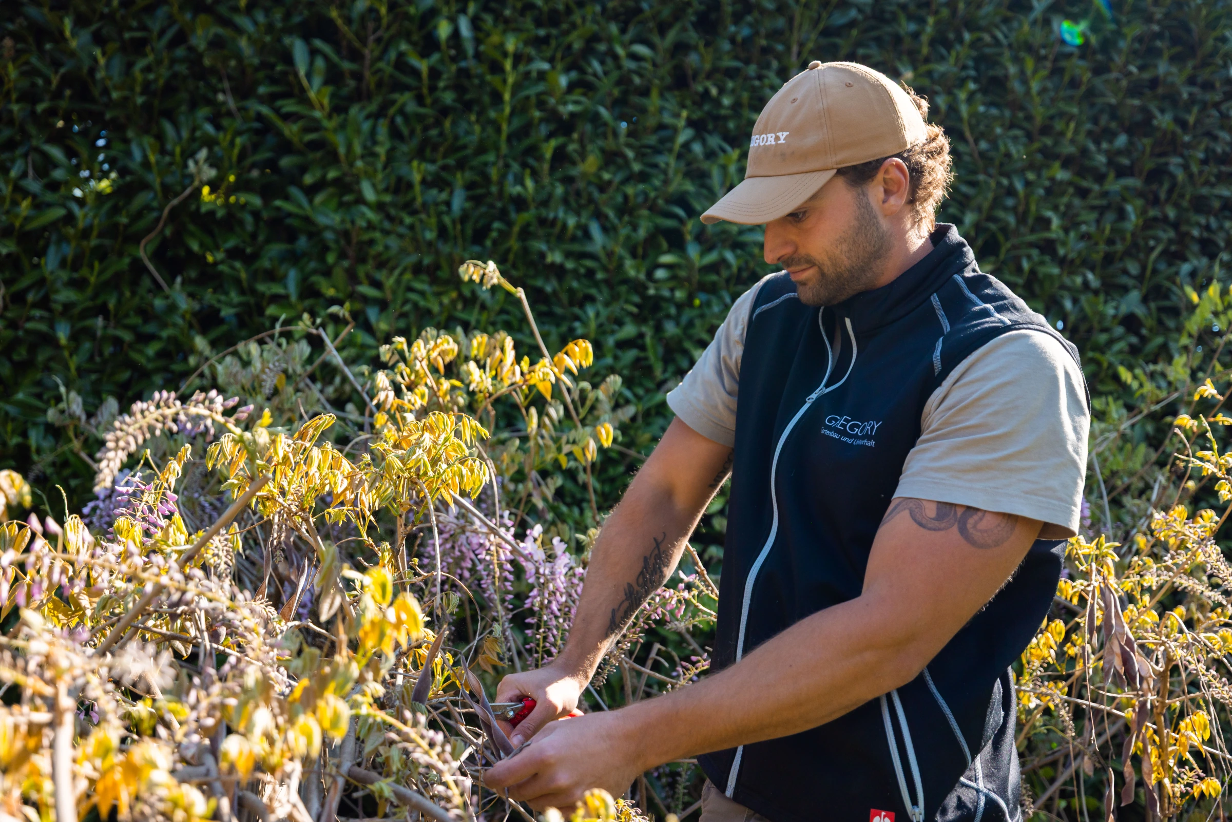 Gregory beim Wisteria-Schnitt mit Rebschere