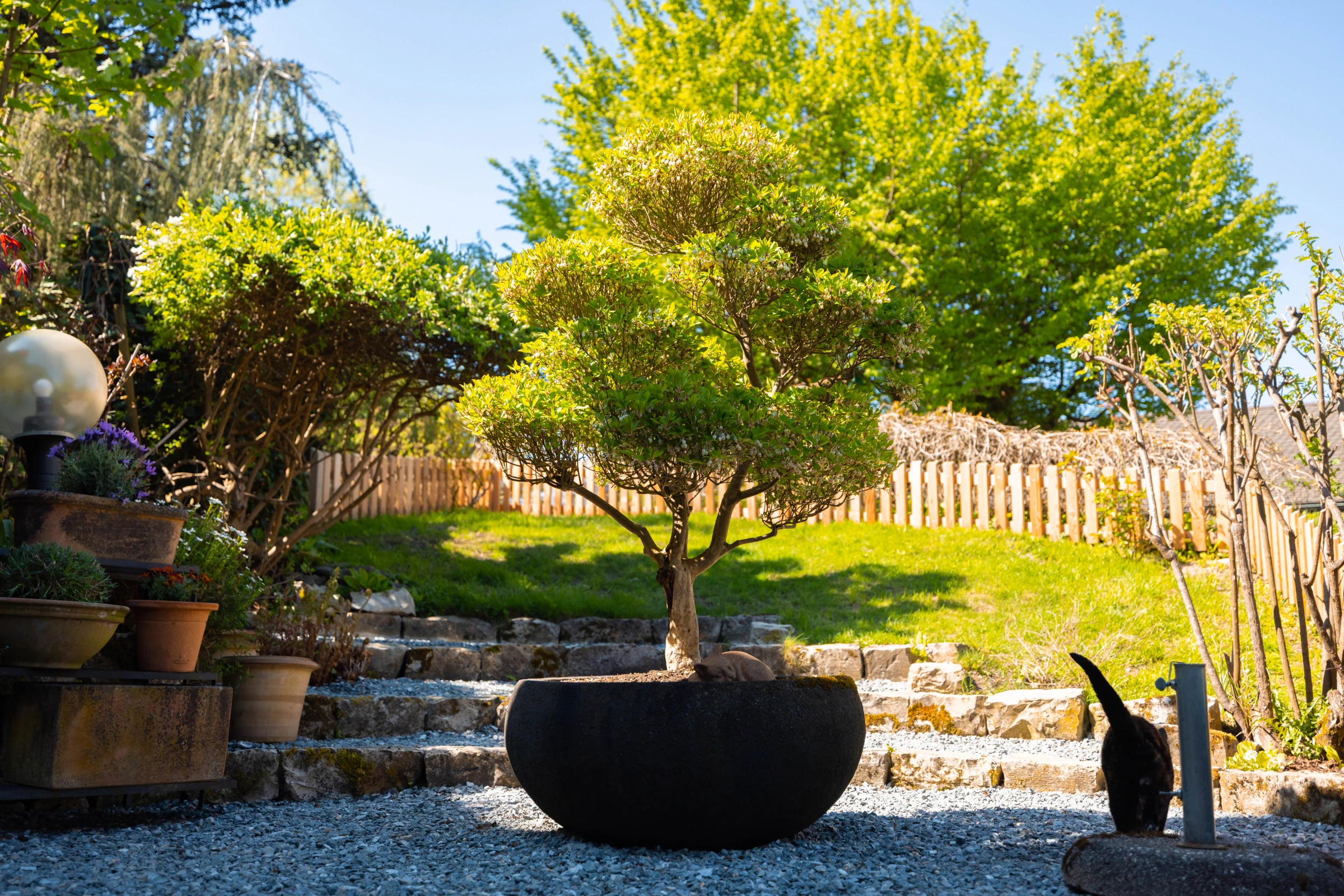 Solitär-Baum auf gepflegtem Garten-Setting, Beispiel einer fertigen Übergabe