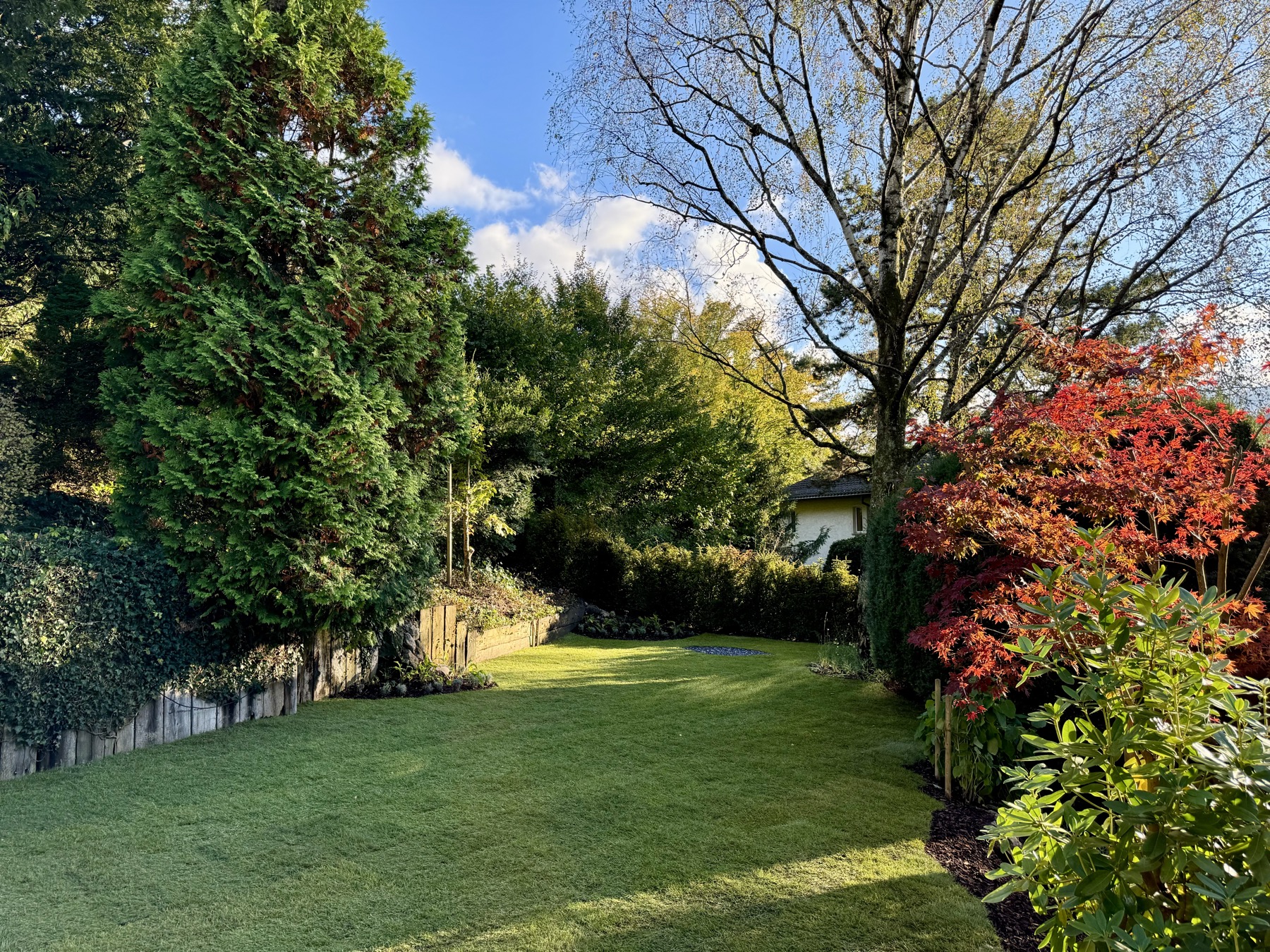 Bestandsgarten mit Rasen, Solitär-Eibe und rotem Ahorn, professionelle Aufnahme mit weichem Tageslicht